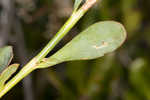 Largeleaf jointweed